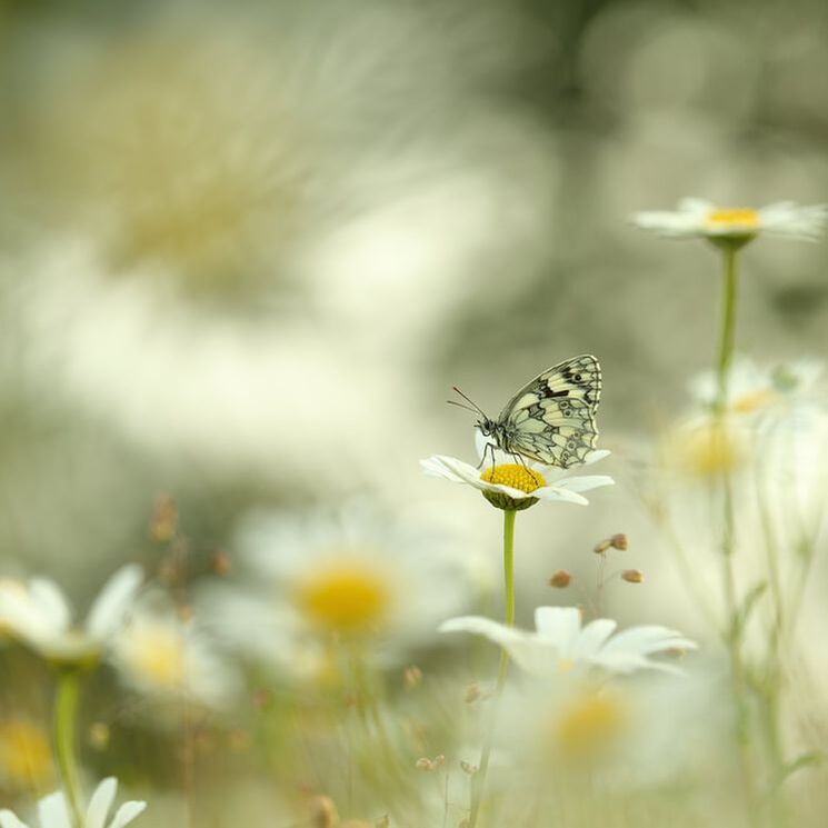 Butterfly photograph Simon Carder